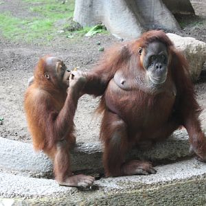 Orangutans