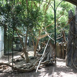Gibbon Exhibit