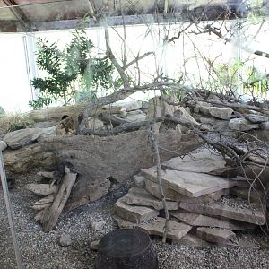 Meerkat Exhibit