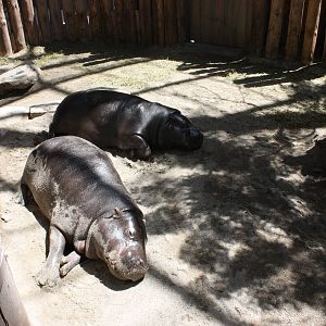 Pygmy Hippos