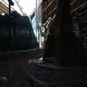 Ring-tailed Lemur Exhibit