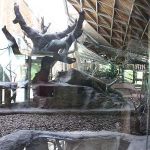 Ring-tailed Lemur Exhibit