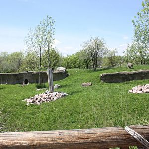 Warthog Outdoor Exhibit
