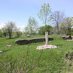 Warthog Outdoor Exhibit