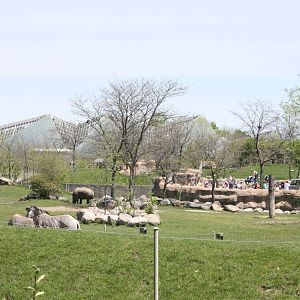African Savannah Exhibits
