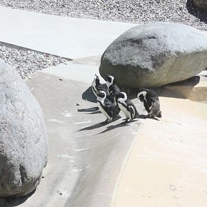 African Penguins