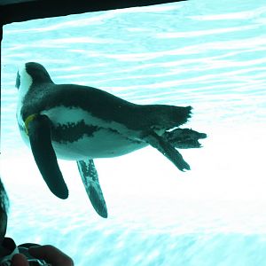 African Penguin
