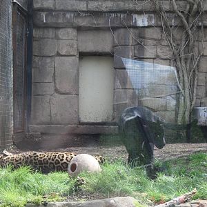 Jaguars
