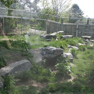 Arctic Fox Exhibit