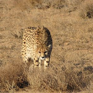 asiatic cheetah in iran