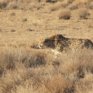 asiatic Cheetah Extinction Risk