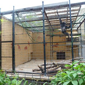 Catoctin Zoo -- Whited Handed Gibbon Exhibit