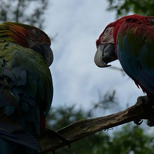 Catoctin Zoo -- Parrots Have a Chat