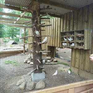 Catoctin Zoo -- Bird Aviary