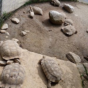 Catoctin Zoo -- African Spurred Tortoise Yard