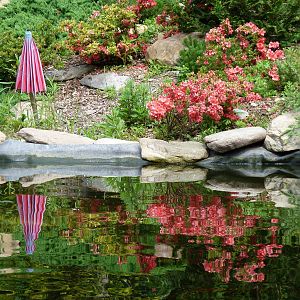 Catoctin Zoo -- Koi Pond