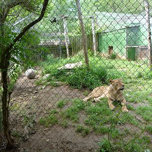 Catoctin Zoo -- Lion Exhibit