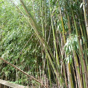 Catoctin Zoo -- Bamboo Along the Trail