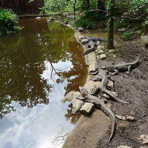 Catoctin Zoo -- Alligator Bayou