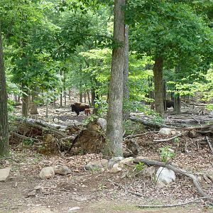 Catoctin Zoo -- Glimpse of Wooded Area