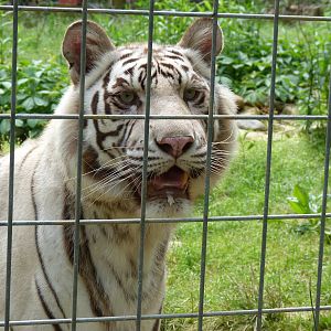 Catoctin Zoo -- White Tiger