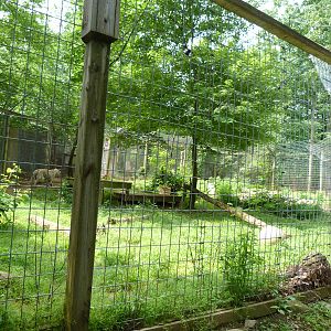 Catoctin Zoo -- White Tiger Exhibit