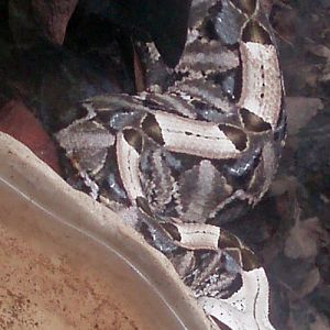 Gabon Viper (Bitis gabonica)