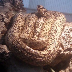 Cape Cobra (Naja nivea)