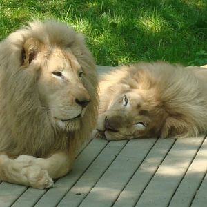 White Lions @ Cincinnati Zoo