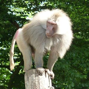 hamadryas baboon