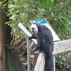 White-faced Saki