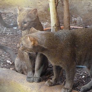 Jaguarundi