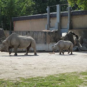 Black rhino's