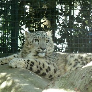 Young Snowleopard
