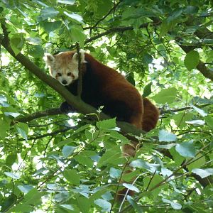 Red Panda