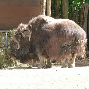 Muskox
