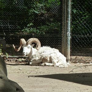 Dall sheep