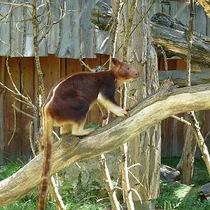 Goodfellow's tree-kangaroo