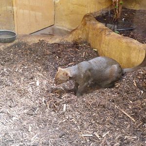 Jaguarundi