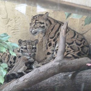 Cloud Leopards