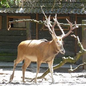 Pere-David deer