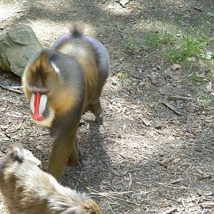 Mandrill