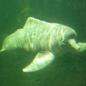 Amazone dolphine