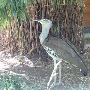 Kori Bustard