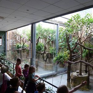 Koala exhibits