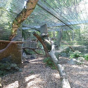 Clouded Leopard outdoor exhibit