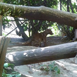 Fossa