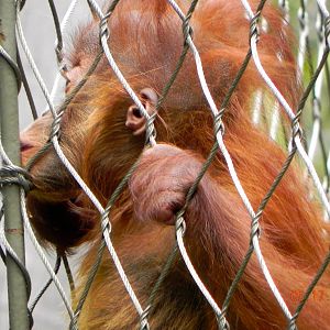 Orangutan baby