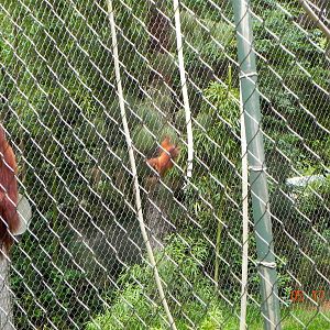 Orangutan mom chasing baby