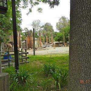 Giraffe Exhibit